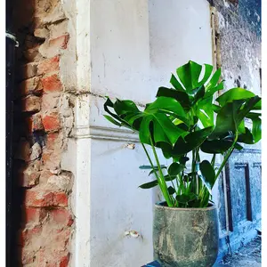 (01) MONSTERA DELICIOSA P21 - afbeelding 4