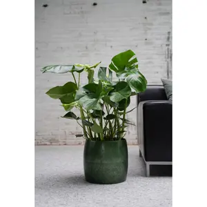 (01) MONSTERA DELICIOSA P21 - afbeelding 5