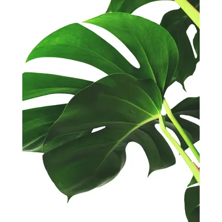 (01) MONSTERA DELICIOSA P21 - afbeelding 6
