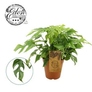 (01) MONSTERA MINIMA 15CM - afbeelding 3