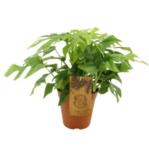 (01) MONSTERA MINIMA 15CM - afbeelding 4