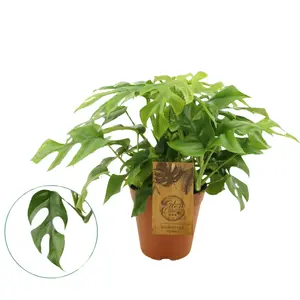 (01) MONSTERA MINIMA 15CM - afbeelding 2