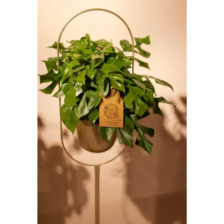 (01) MONSTERA MINIMA 15CM - afbeelding 4
