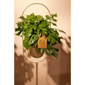 (01) MONSTERA MINIMA 15CM - afbeelding 4