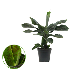 (01) MUSA ORIENTAL DWARF P17 - afbeelding 2