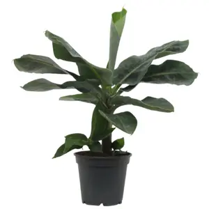 (01) MUSA ORIENTAL DWARF P17 - afbeelding 2