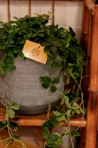 (01) PARTHENOCISSUS STRIATHA, 12CM - afbeelding 4