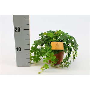 (01) PARTHENOCISSUS STRIATHA, 12CM - afbeelding 2