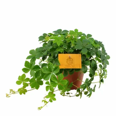 (01) PARTHENOCISSUS STRIATHA, 12CM - afbeelding 1