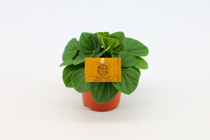 (01) PEPEROMIA RANA VERDE 10,5 CM - afbeelding 2