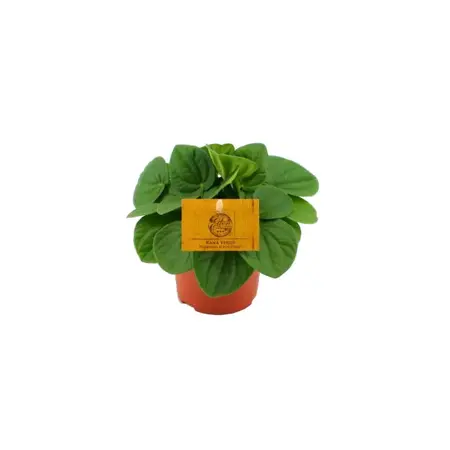 (01) PEPEROMIA RANA VERDE 10,5 CM - afbeelding 1