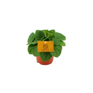 (01) PEPEROMIA RANA VERDE 10,5 CM - afbeelding 2