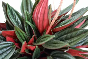 (01) PEPEROMIA ROSSO, 12CM - afbeelding 2