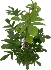 (01) PHILODENDRON PEDATUM MOS P21 - afbeelding 2