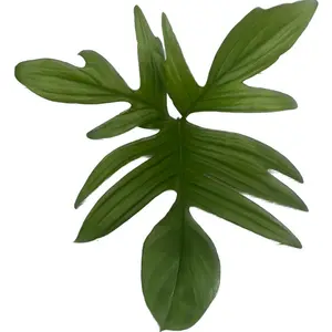 (01) PHILODENDRON PEDATUM MOS P21 - afbeelding 2
