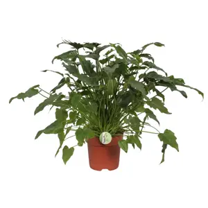 (01) PHILODENDRON XANADU P21 - afbeelding 2