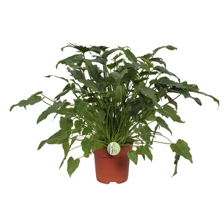 (01) PHILODENDRON XANADU P21 - afbeelding 2