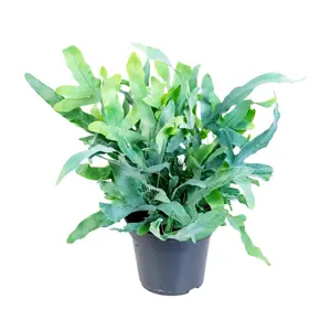 (01) PHLEBODIUM BLUE STAR P14 - afbeelding 2