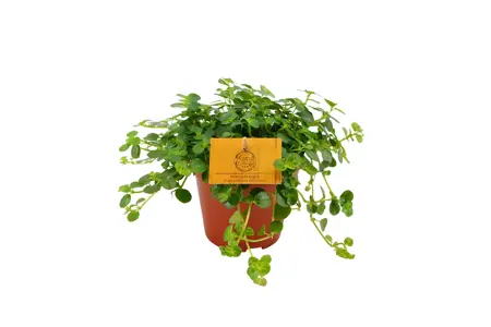 (01) PILEA DEPRESSA SAO PAULO 12CM - afbeelding 1