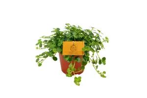 (01) PILEA DEPRESSA SAO PAULO 12CM - afbeelding 4