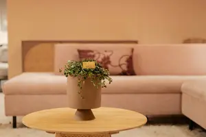 Pilea Depressa Sao Paulo - afbeelding 2