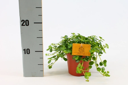 (01) PILEA DEPRESSA SAO PAULO 12CM - afbeelding 2