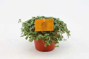 (01) PILEA GLAUCA, 12CM - afbeelding 2