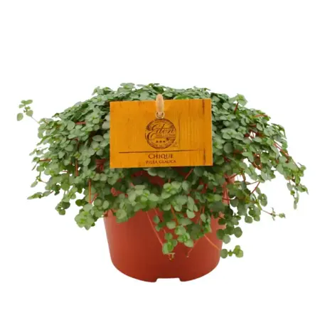 (01) PILEA GLAUCA, 12CM - afbeelding 1