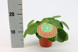 (01) PILEA PEPEROMIOIDES 12CM - afbeelding 2