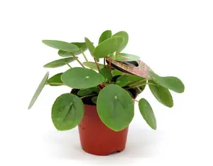 Pilea Peperomioides - afbeelding 4