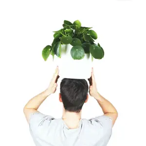 (01) PILEA PEPEROMIOIDES 12CM - afbeelding 3