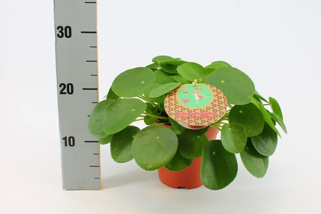 (01) PILEA PEPEROMIOIDES 15 CM - afbeelding 4