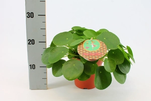 (01) PILEA PEPEROMIOIDES 15 CM - afbeelding 4