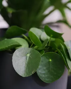 (01) PILEA PEPEROMIOIDES 15 CM - afbeelding 3