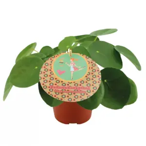 (01) PILEA PEPEROMIOIDES 15 CM - afbeelding 5