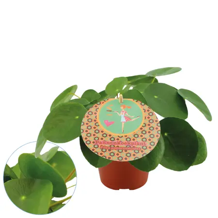 (01) PILEA PEPEROMIOIDES 15 CM - afbeelding 2