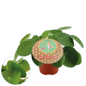 (01) PILEA PEPEROMIOIDES 15 CM - afbeelding 2