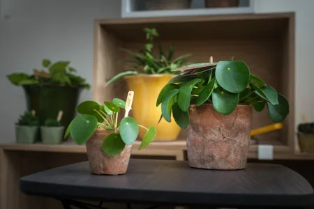 (01) PILEA PEPEROMIOIDES 15 CM - afbeelding 5