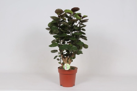 (01) POLYSCIAS FABIAN P19 - afbeelding 2