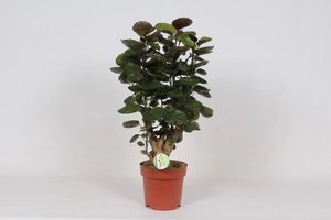 (01) POLYSCIAS FABIAN P19 - afbeelding 2