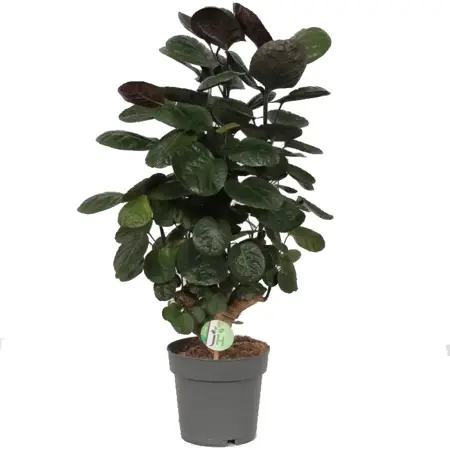 (01) POLYSCIAS FABIAN P19 - afbeelding 1