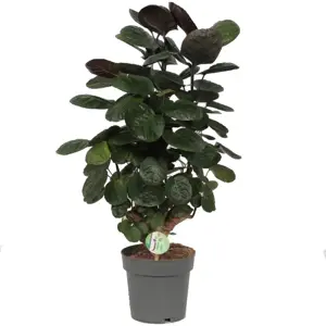 (01) POLYSCIAS FABIAN P19 - afbeelding 2