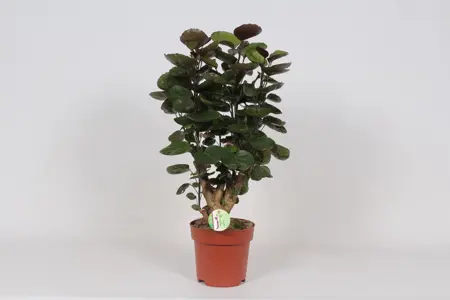 (01) POLYSCIAS FABIAN P24
