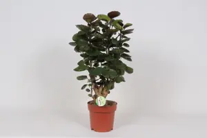 (01) POLYSCIAS FABIAN P24
