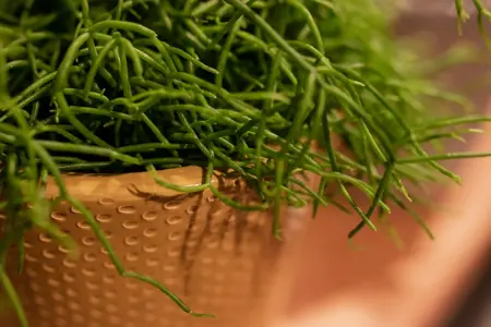 (01) RHIPSALIS CASHERO 15CM - afbeelding 1
