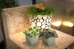(01) RHIPSALIS CASHERO 15CM - afbeelding 4