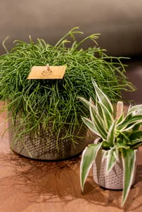 (01) RHIPSALIS CASHERO 15CM - afbeelding 2