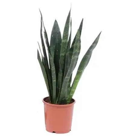 (01) SANSEVIERIA BLACK CORAL P14 - afbeelding 1