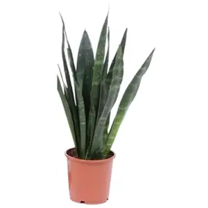 (01) SANSEVIERIA BLACK CORAL P14 - afbeelding 2