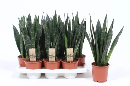 (01) SANSEVIERIA BLACK CORAL P14 - afbeelding 2